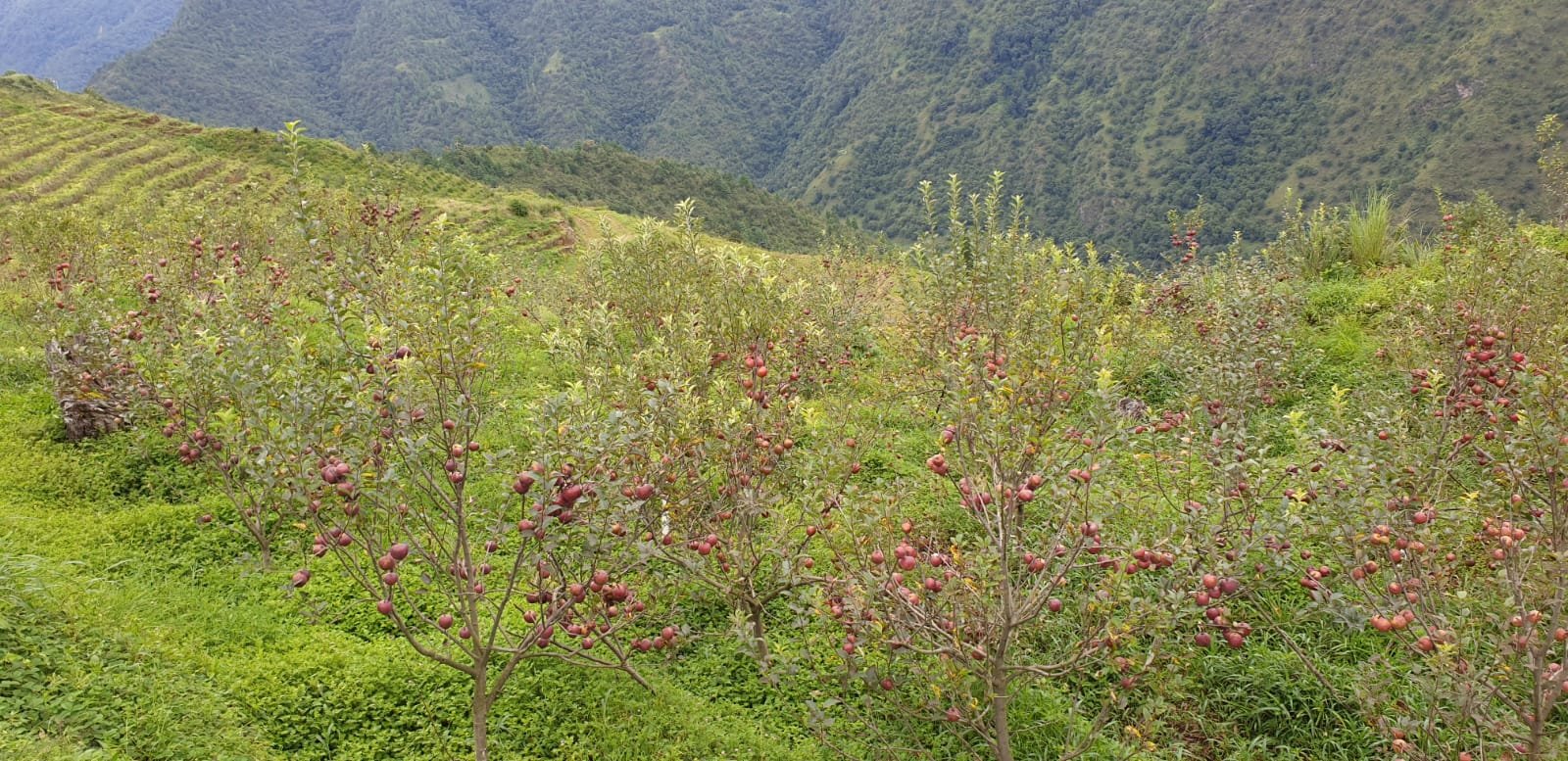 Ripe apple varieties at Dolma Homestay orchard in Sangti Valley